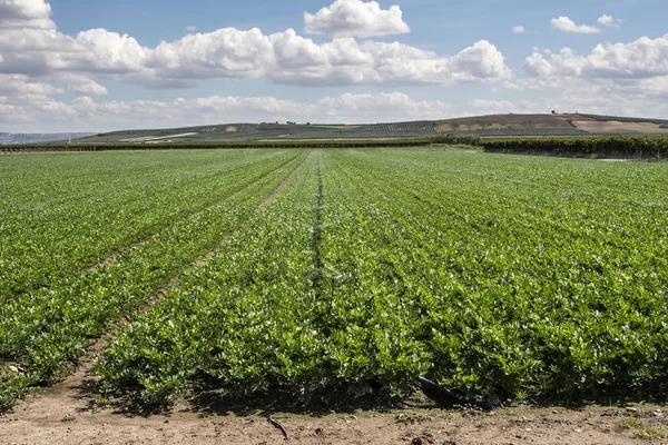 Plantations with celery in the field. Industrial growing celery