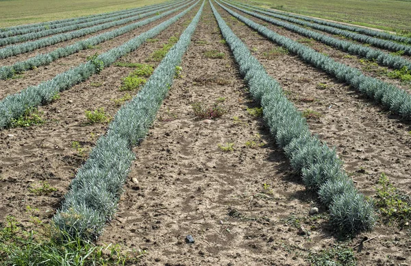 Lavandula Kleine Groene Planten Pas Geplante Lavandula Industrieel Groeiende Lavendel — Stockfoto