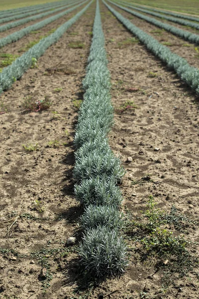 Lavandula Kleine Groene Planten Pas Geplante Lavandula Industrieel Groeiende Lavendel — Stockfoto