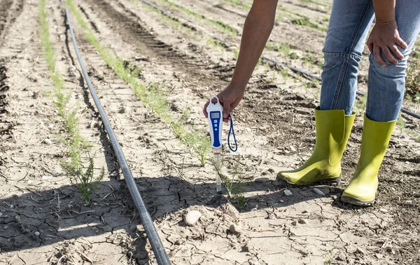 Фермер вимірює ґрунт за допомогою цифрового пристрою на плантаціях фенхеля . — стокове фото