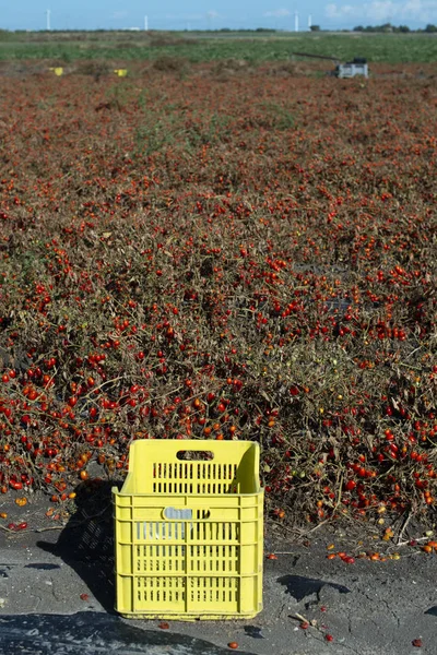 Kleine kerstomaten op het veld. Overrijpe tomaten op de gro — Stockfoto