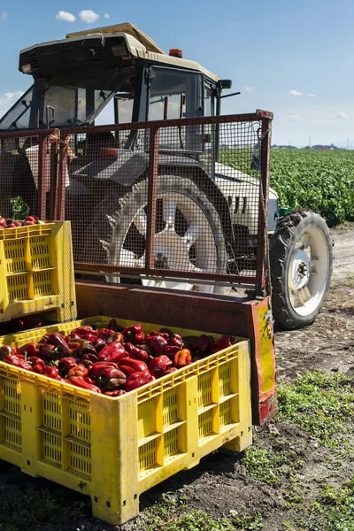 Maduro grandes pimientos rojos en el tractor en una granja . — Foto de Stock