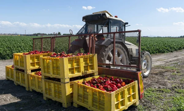 Maduro grandes pimientos rojos en el tractor en una granja . — Foto de Stock