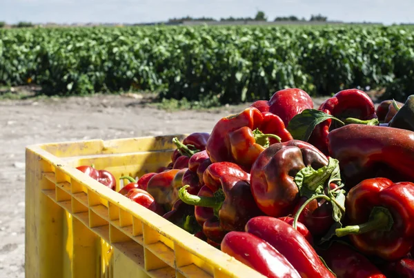 Zralé velké červené papriky v bedně připravené k přepravě z daleka — Stock fotografie