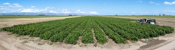 Paprika termesztése a mezőn. — Stock Fotó