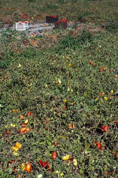 Tomaten handmatig plukken in kratten. Tomatenkwekerij. Tomatenras — Stockfoto