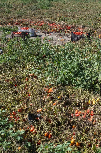 Zbieranie pomidorów ręcznie w skrzyniach. Farma pomidorów. Odmiana pomidorów — Zdjęcie stockowe