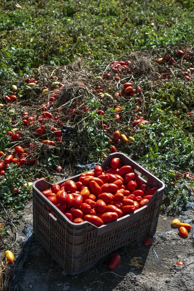 Sandıkların içinde domates topluyorum. Domates çiftliği. Domates çeşitliliği — Stok fotoğraf