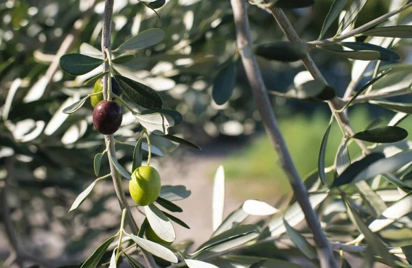 Спелые оливки на ветке. Солнечный свет . — стоковое фото