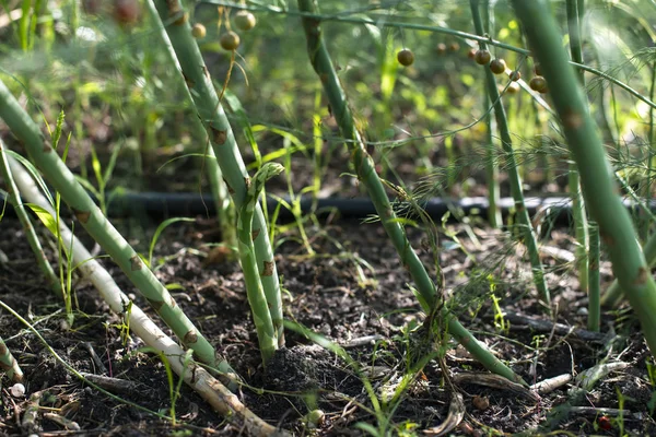 Asparagus plants in the nature. Growing asparagus in agriculture — Stock Photo, Image