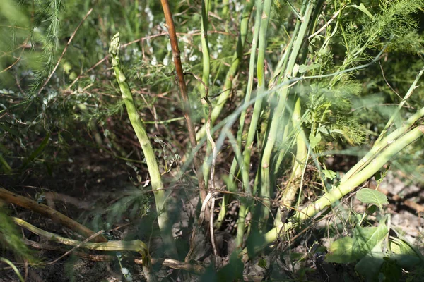 Les asperges dans la nature. La culture des asperges en agriculture — Photo