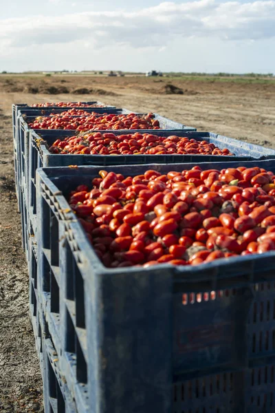 Cajas grandes con tomates . — Foto de Stock