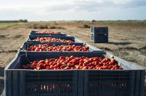 Cajas grandes con tomates . —  Fotos de Stock