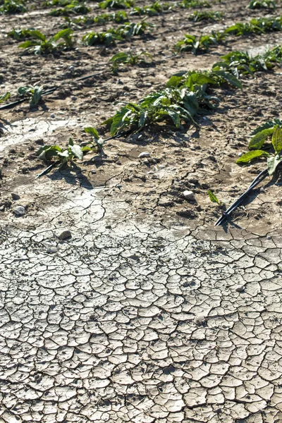 Tierra y plantas secas agrietadas — Foto de Stock