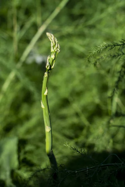 Chřest v průmyslové farmě. — Stock fotografie