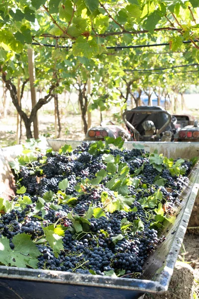 Tractor con remolque lleno de uvas tintas para la vinificación . Imágenes de stock libres de derechos