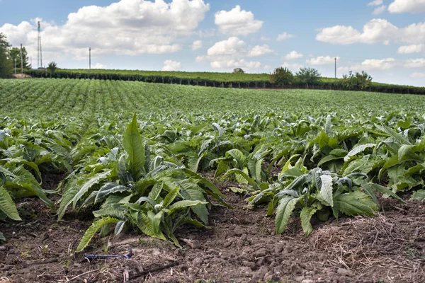 Artichaut plantation industrielle . Images De Stock Libres De Droits