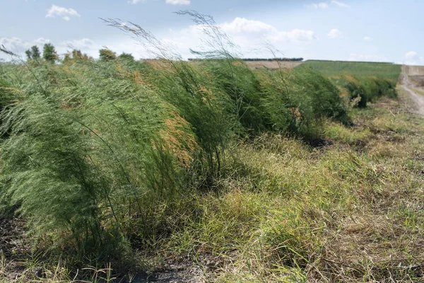 Cultivando espárragos en la granja. Arbustos verdes de espárragos Imagen de stock