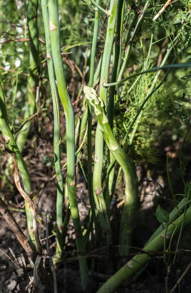 Plantas de espárragos en la naturaleza. Espárragos en crecimiento en la agricultura Imágenes de stock libres de derechos