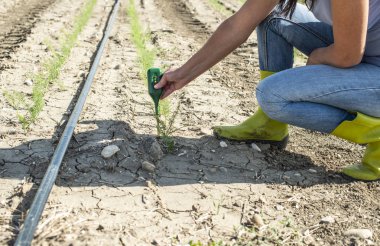 Çiftçi rezene plantasyonunda dijital aygıtla toprak ölçer.