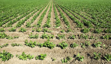 Legumes çiftliği. Sıraya dizilmiş soya fasulyesi bitkileri.