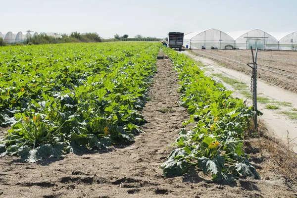 Zucchini on rows in industrial farm. — Stock Photo, Image