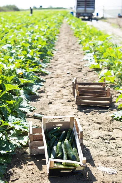 Zucchini plukken op industriële boerderij. Houten kisten met courgette — Stockfoto