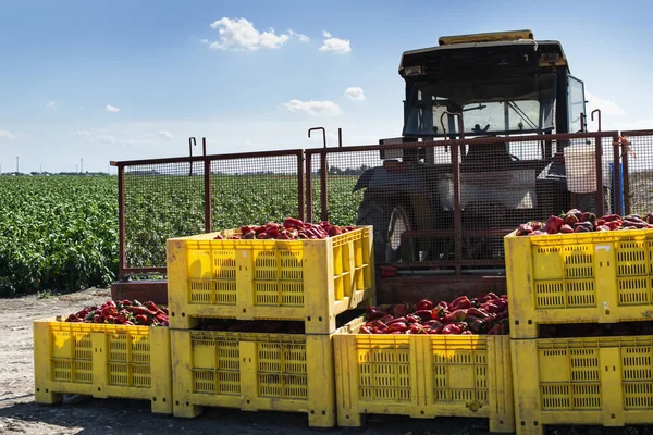 Maduro grandes pimientos rojos en el tractor en una granja . — Foto de Stock