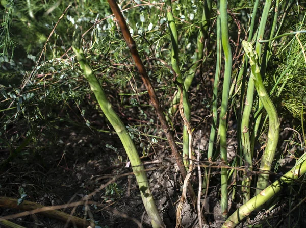 Les asperges dans la nature. La culture des asperges en agriculture — Photo