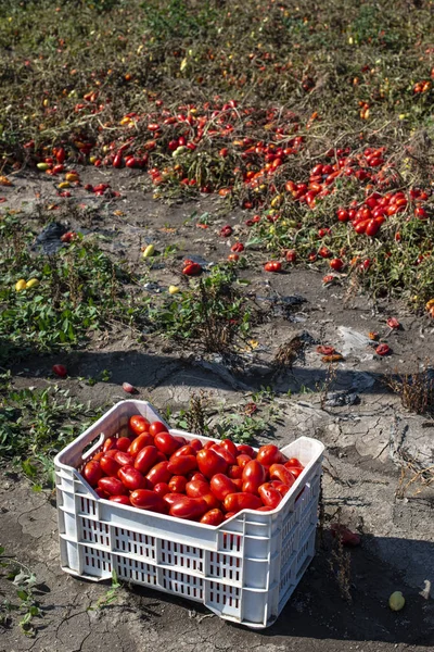 Zbieranie pomidorów ręcznie w skrzyniach. Farma pomidorów. Odmiana pomidorów — Zdjęcie stockowe