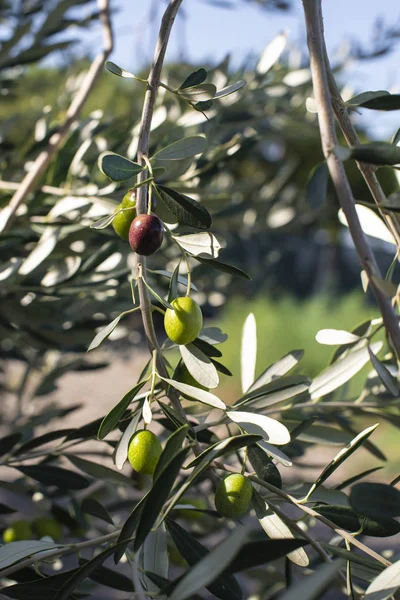 Спелые оливки на ветке. Солнечный свет . — стоковое фото