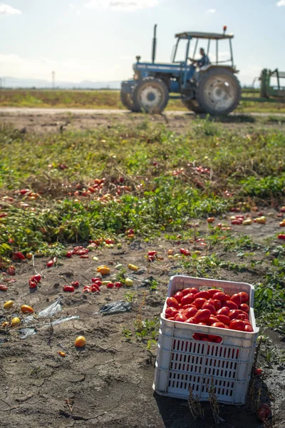 Ruční sběr rajčat v bednách. Rajčatová farma. Odrůda rajčat — Stock fotografie