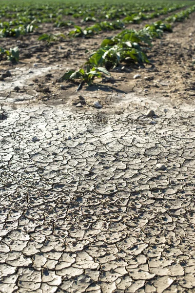 Sucha pęknięta gleba i rośliny — Zdjęcie stockowe