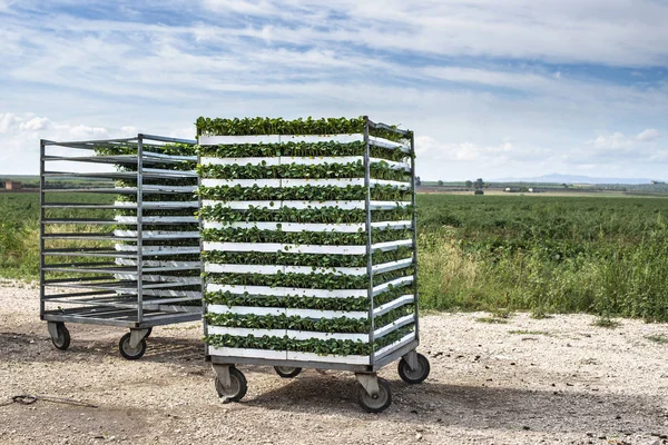 Piantine in imballaggi posti su scaffalature in campo . — Foto Stock