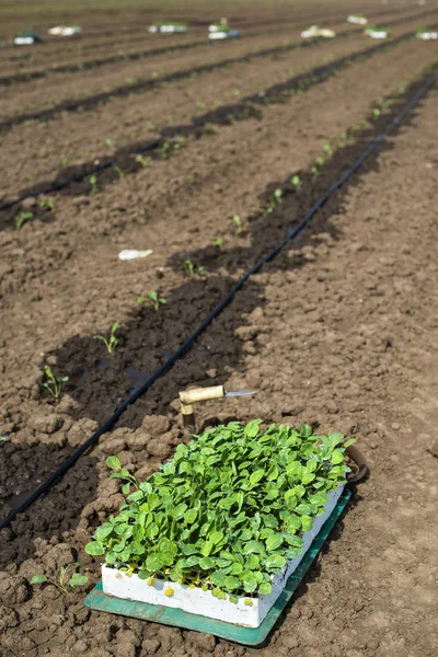 Seedlings in crates on the agriculture land. Planting broccoli i — Stock Photo, Image