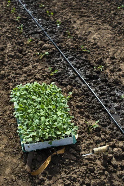 Zaailingen in kratten op de landbouwgrond. Planten van broccoli — Stockfoto