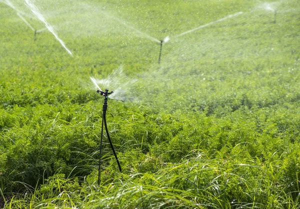 Watering plantation with carrots. Irrigation sprinklers in big c — Stock Photo, Image