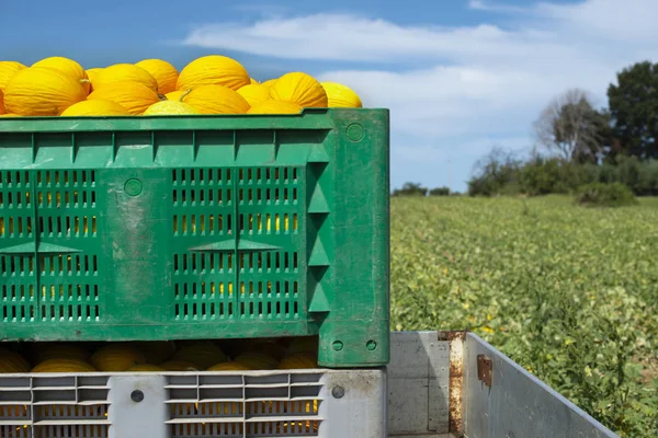 Melones canarios en cajón cargados en camión desde la granja . — Foto de Stock