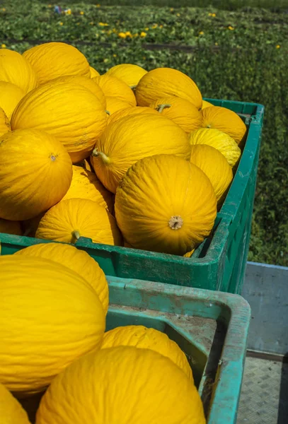 Kanárské melouny v bedně naložené na náklaďák z farmy. — Stock fotografie