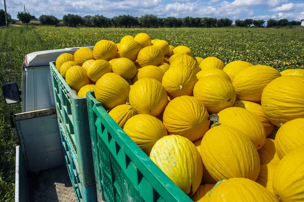 Melones canarios en cajón cargados en camión desde la granja . — Foto de Stock