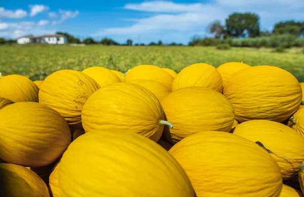 Желтые дыни с фермы . — стоковое фото
