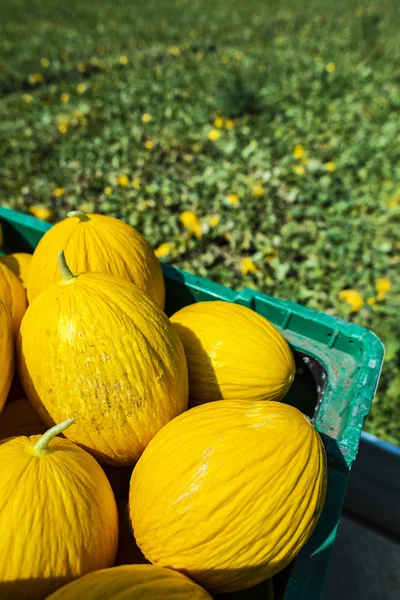 Canary melons in crate loaded on truck from the farm. — Stock Photo, Image