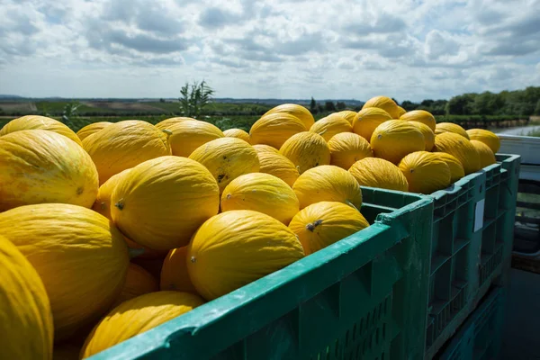Kanarienmelonen in Kiste vom Hof auf LKW verladen. — Stockfoto
