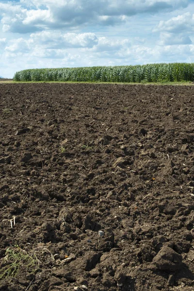 Sol pulvérisé et plantations de maïs en arrière-plan — Photo