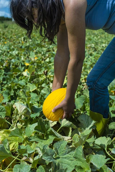 Harvest canary melons. Sunny day. Picking yellow melons in plant — Stock Photo, Image