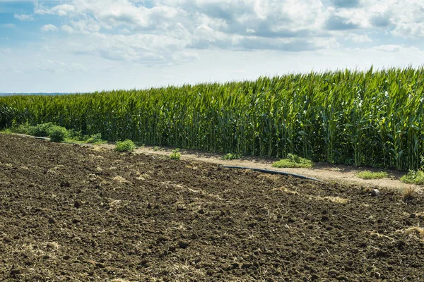 Oraná půda a plantáže s kukuřicí v pozadí — Stock fotografie