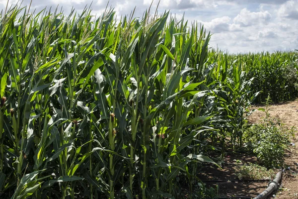 Geploegde grond en plantages met maïs op de achtergrond — Stockfoto