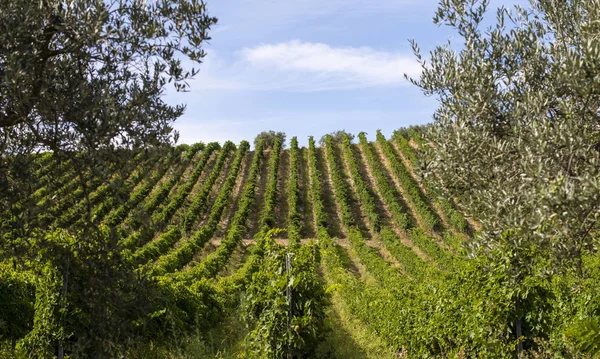 Wijngaarden met rode druiven voor het maken van wijn. Grote Italiaanse wijngaard r — Stockfoto