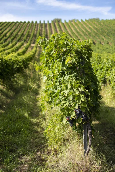 Vineyards with red grape for wine making. Big italian vineyard r — Stock Photo, Image