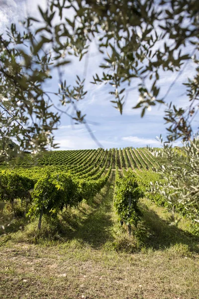 Vineyard rows and olive tree branches on foreground. Growing win — Stock Photo, Image